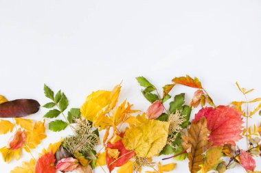 Beyaz arkaplanda sonbahar ve sonbahar renkli yapraklar, metin için boşluk, sonbahar doğa arka planı