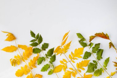 Beyaz arkaplanda sonbahar ve sonbahar renkli yapraklar, metin için boşluk, sonbahar doğa arka planı