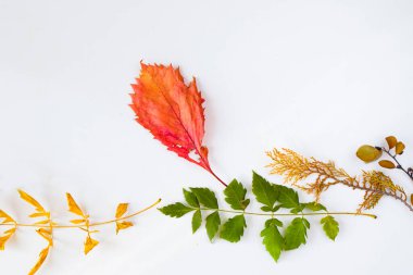 Beyaz arkaplanda sonbahar ve sonbahar renkli yapraklar, metin için boşluk, sonbahar doğa arka planı