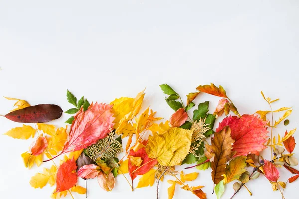 Autunno Autunno Foglie Colorate Sullo Sfondo Bianco Spazio Testo Sfondo — Foto Stock