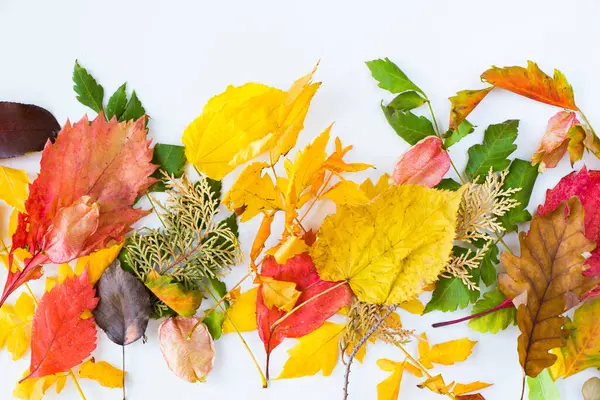 Herfst Herfst Kleurrijke Bladeren Witte Achtergrond Ruimte Voor Tekst Herfst — Stockfoto