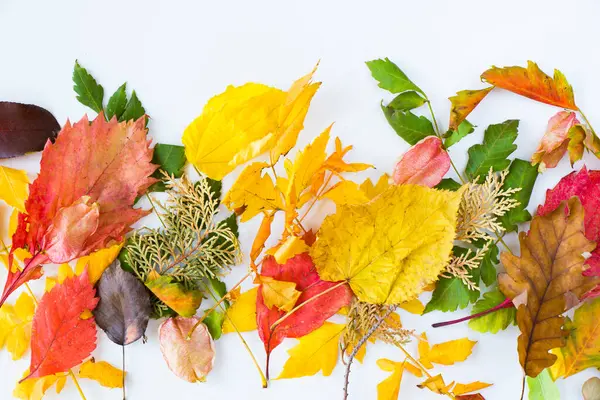 Autunno Autunno Foglie Colorate Sullo Sfondo Bianco Spazio Testo Sfondo — Foto Stock