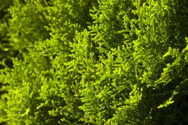 Thuja ağaç dalı ve makro arkaplan, yeşil renk arkaplanı bırak