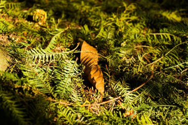 Ormanda sonbahar ve sonbahar yaprakları
