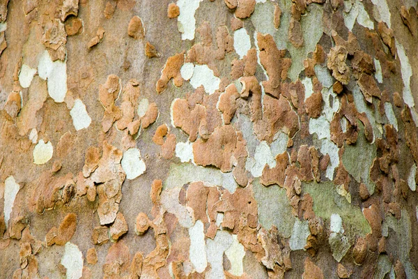 Plane Tree Close Background Texture Pattern — Stock Photo, Image