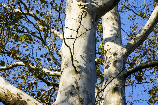 Дерево Площини Крупним Планом Блакитному Небі Осіннє Сонячне Світло — стокове фото