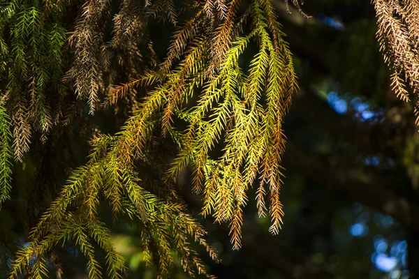 クリプトメリア Japanica Taxodiaceace Pine Tree Forest — ストック写真
