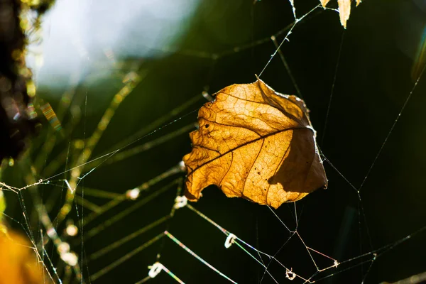 ⬇ Скачать Картинки Connected With Nature, Стоковые Фото Connected.