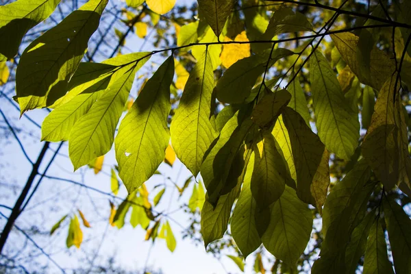 Outono Folhas Fundo Luz Solar Brilhante Folhas Coloridas Parque — Fotografia de Stock