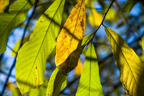 가을이 공원의 배경과 햇빛과 색깔의 나온다 — 스톡 사진