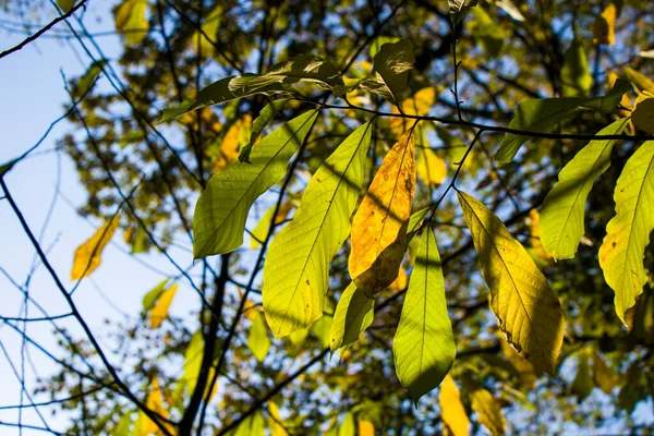 Outono Folhas Fundo Luz Solar Brilhante Folhas Coloridas Parque — Fotografia de Stock