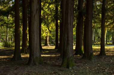 Old big trees forest in the park, Zugdidi Botanic garden in Georgia clipart