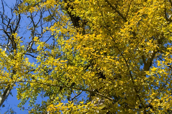 Gingko Biloba 가을노란 Ginkgo 나뭇잎과 — 스톡 사진