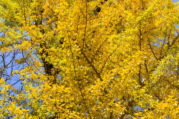 秋の銀杏の木 秋の黄色の銀杏の葉と青空 — ストック写真