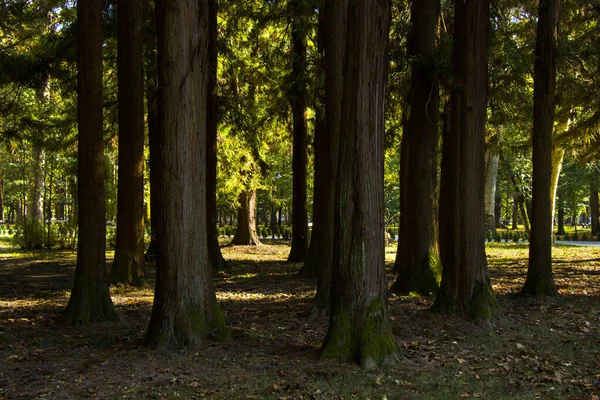 Vieux Grands Arbres Forêt Dans Parc Jardin Botanique Zugdidi Géorgie — Photo