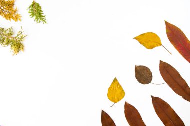 Beyaz arkaplanda sonbahar ve sonbahar renkli yapraklar, metin için boşluk, sonbahar doğa arka planı