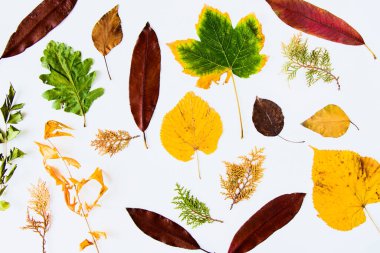 Beyaz arkaplanda sonbahar ve sonbahar renkli yapraklar, metin için boşluk, sonbahar doğa arka planı