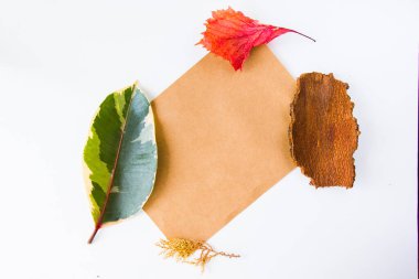 Beyaz arkaplanda sonbahar ve sonbahar renkli yapraklar, metin için boşluk, sonbahar doğa arka planı