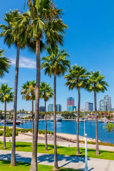 Rainbow Harbor waterfront sits in front of the city skyline at Long Beach , California. Palm trees line one side of the marina and shops line the far side. The city peeks through the palm trees.