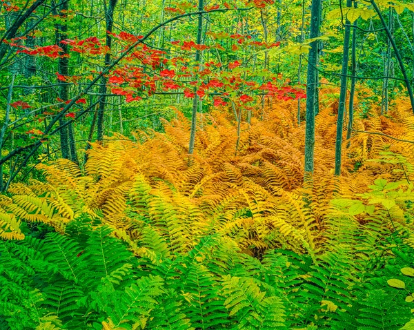 Golden and green ferns in fall cover the forest floor and red Maple leaves hang above. This is autumn in Acadia National Park in Maine, USA.