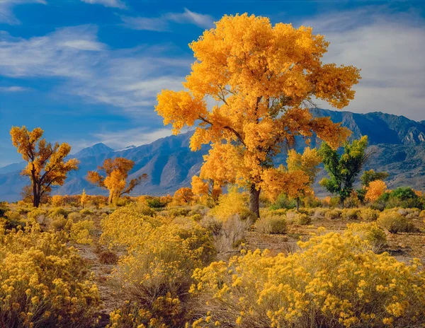 Fall Cottonwoods (Fremont Cottonwood- Populus fremontii) and yellow Rabbit Brush  (Rabbit Bush, Chrysothamnus Nauseosus) grow together in the Owens River Valley, near Bishop, California, USA.  The Sierra Nevada Mountains are in the background.