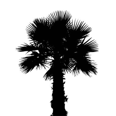 Palmiye ağacı silüeti vektör çizimi