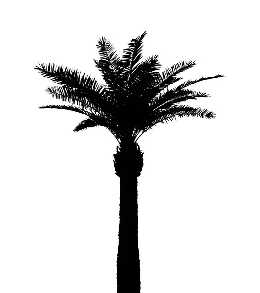 Palmera Silueta Vector Ilustración — Archivo Imágenes Vectoriales