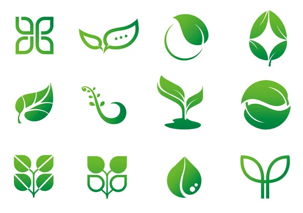 Folha Ícone Folha Verde Motivo Logotipo Vetor Ilustração Conjunto — Vetor de Stock
