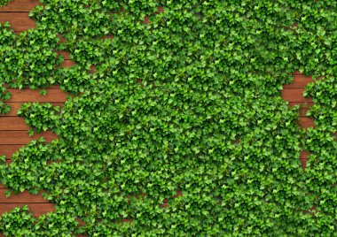 kahverengi ahşap duvar ve sarmaşık / arkaplan dokusu