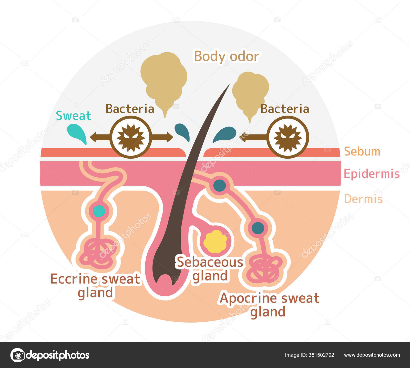 sweat glands in body