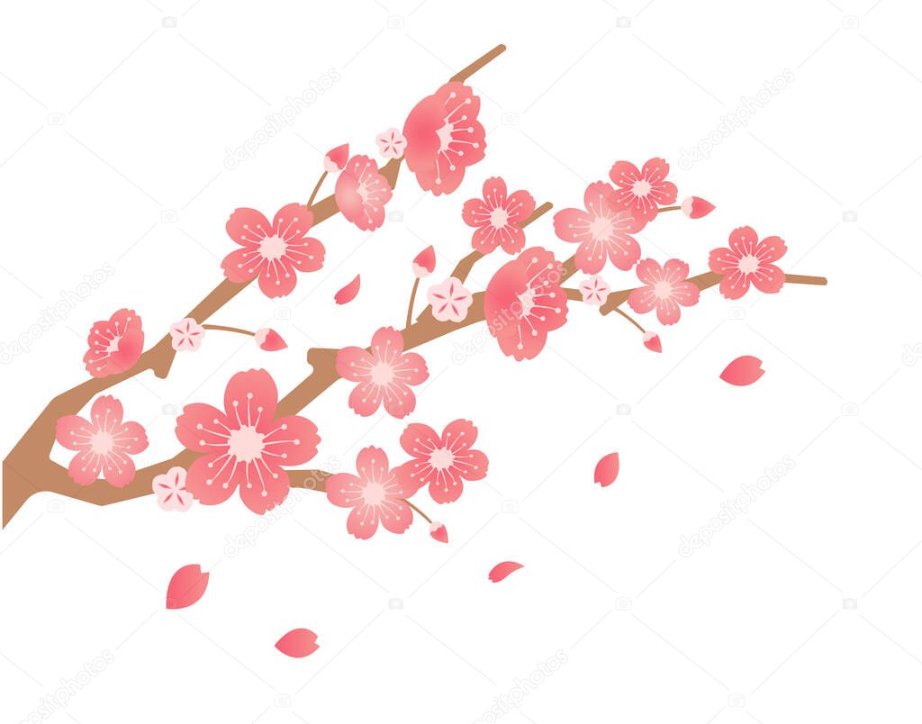 Cherry blossoms branches illustration (spring season theme )