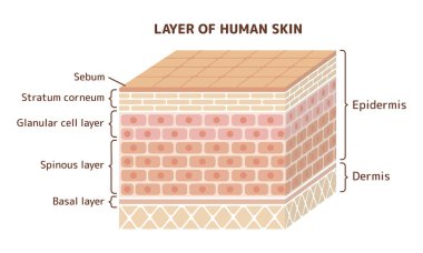 Layer of human skin illustration clipart