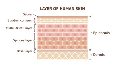 Layer of human skin illustration clipart