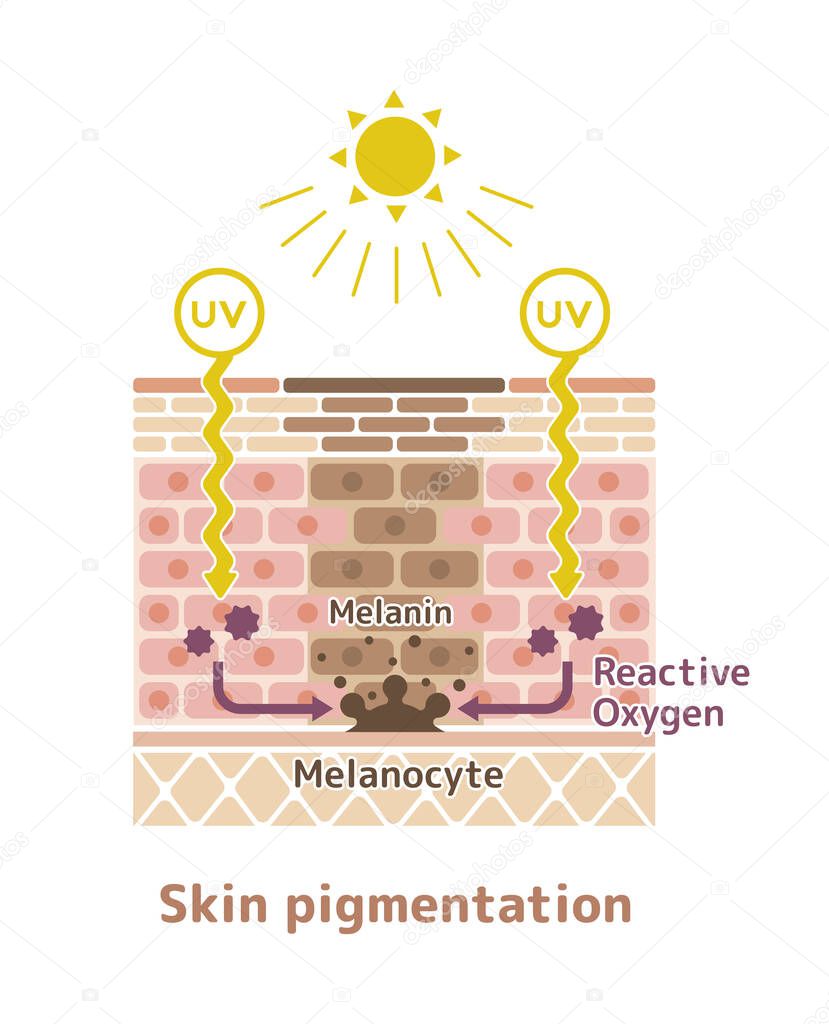 mechanism of skin pigmentation / skin spot illustration
