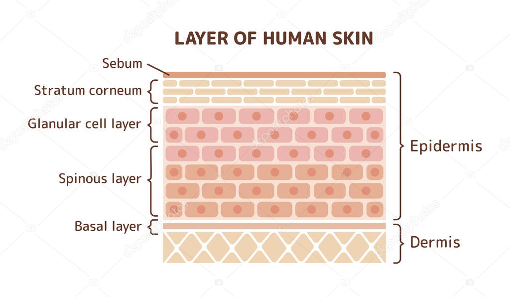 Layer of human skin illustration