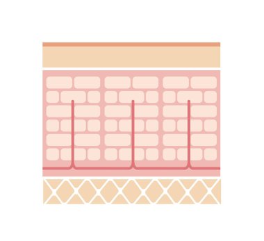 Normal cilt bölümsel görünümü resimlemesi