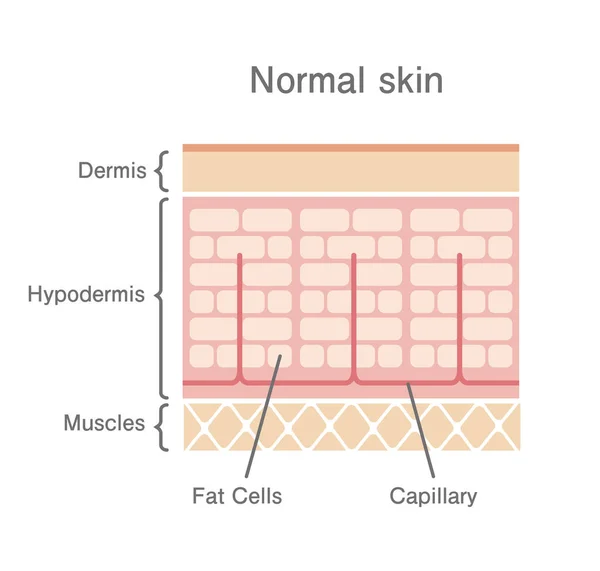 通常の皮膚断面図 — ストックベクタ