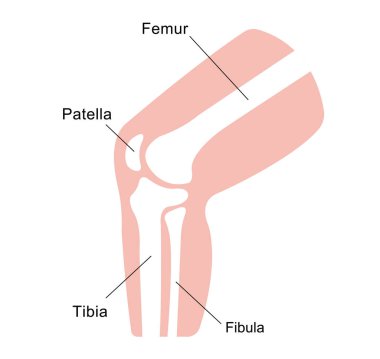Knee joint section illustration  clipart