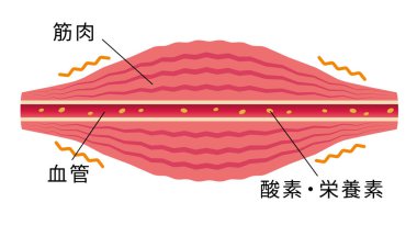 Kas gerginleşir. Kas ve damarın düz çizimi.