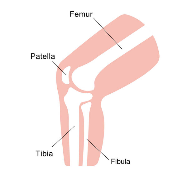 Knee joint section illustration 