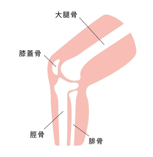 膝関節図 日本語 — ストックベクタ
