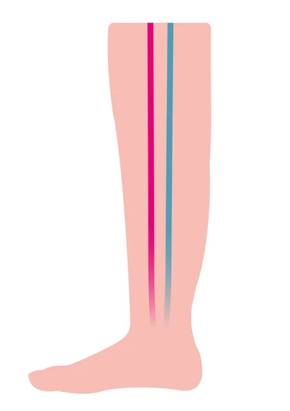 扁平腿轮廓 带有动脉和静脉 — 图库矢量图片