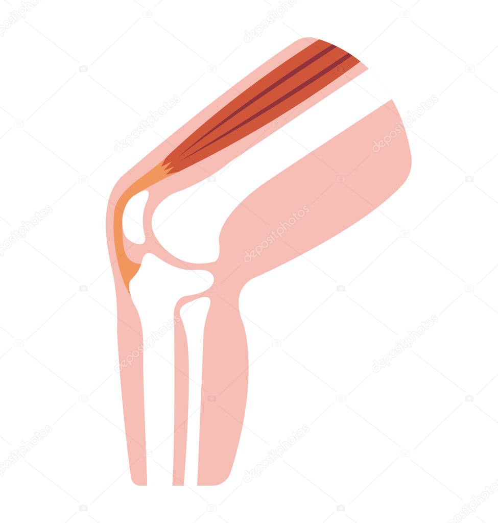 Knee joint section illustration