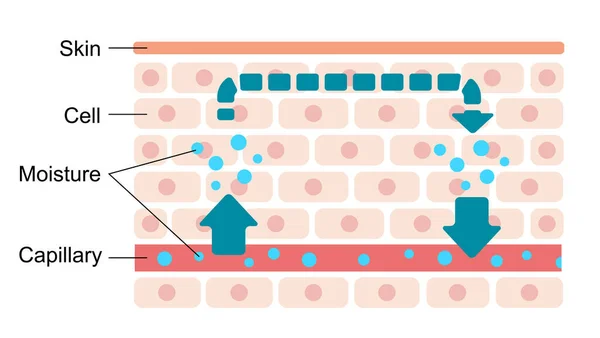 Illustrazione Delle Normali Condizioni Della Pelle Normale Circolazione Dell Umidità — Vettoriale Stock