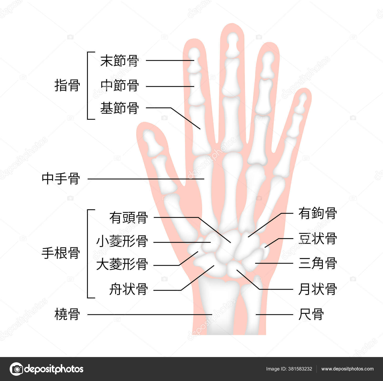 舟状骨图库矢量图片 免版税舟状骨插图 Depositphotos 舟状骨图库矢量图片 免版税舟状骨插图 Depositphotos