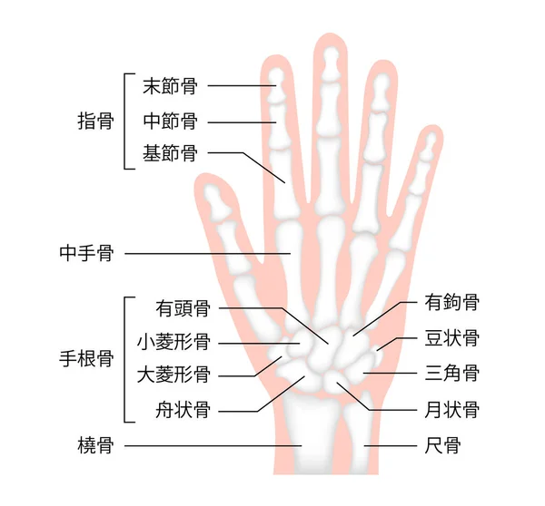 手骨平板図 ヒトの解剖学 — ストックベクタ