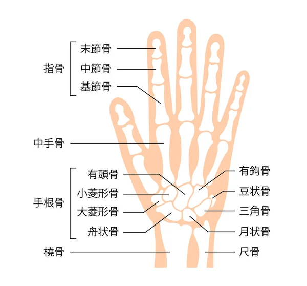 手骨平面ベクトル図 人体解剖学 日本語 — ストックベクタ