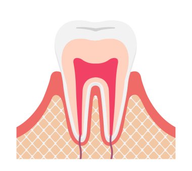 Tooth anatomy flat vector illustration (no text) clipart