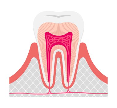 Sağlıklı diş anatomisi düz vektör çizimi / metin yok