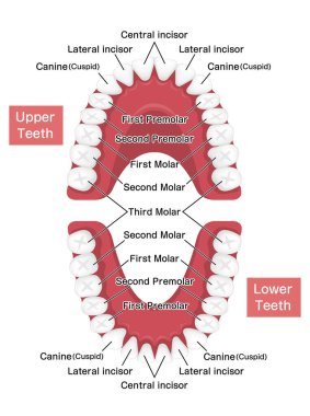 İnsan kalıcı diş çizelgesi vektör çizimi